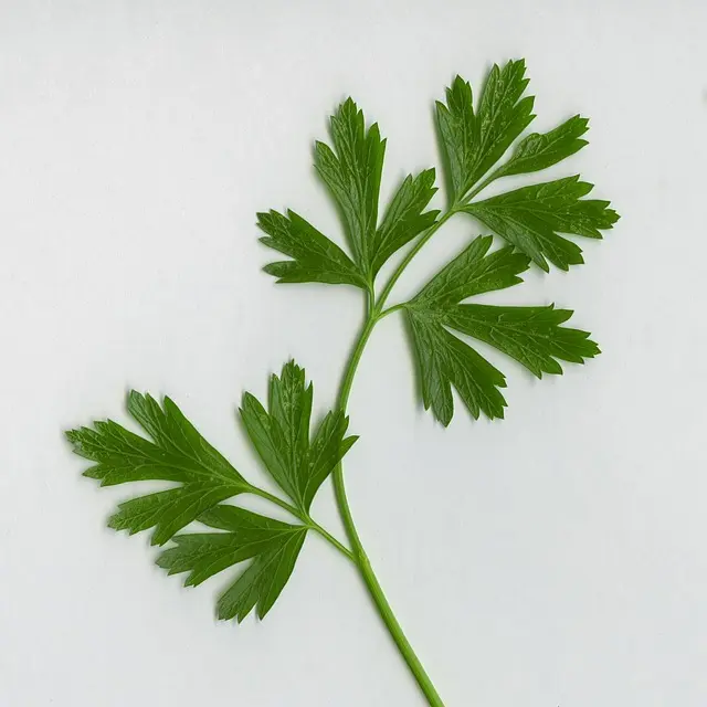 Ricette Vegetariane